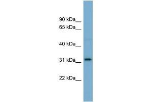 WB Suggested Anti-OR2AT4 Antibody Titration:  0.