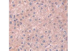 #VALUE! (Asialoglycoprotein Receptor 2 抗体  (AA 1-311))
