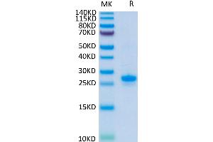 Human VEGF165 on Tris-Bis PAGE under reduced condition.