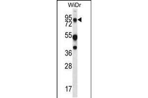 Western blot analysis in WiDr cell line lysates (35ug/lane). (MUC20 抗体  (C-Term))