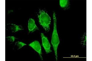 Immunofluorescence of purified MaxPab antibody to PDCD8 on HeLa cell. (AIF 抗体  (AA 1-613))