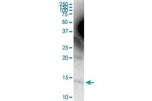 APOC4 MaxPab rabbit polyclonal antibody. (APOC4 抗体  (AA 1-127))
