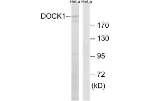 Western blot analysis of extracts from HeLa cells, using DOCK1 antibody. (DOCK1 抗体  (C-Term))