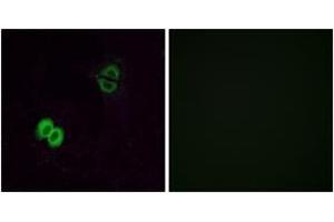 Immunofluorescence (IF) image for anti-Similar To Olfactory Receptor, Family 2, Subfamily T, Member 1 (OR2T1) (AA 231-280) antibody (ABIN1535890)
