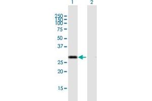 Western Blot analysis of CIP29 expression in transfected 293T cell line by CIP29 MaxPab polyclonal antibody. (SARNP 抗体  (AA 1-210))