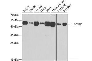 Western blot analysis of extracts of various cell lines using STAMBP Polyclonal Antibody at dilution of 1:1000. (STAMBP 抗体)