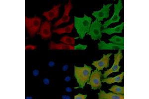ABIN7096052 and ABIN7100114 staining HepG2 cells by IF/ICC.