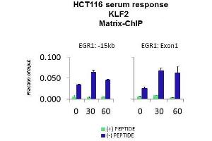Chromatin Immunoprecipitation (ChIP) image for anti-Kruppel-Like Factor 2 (Lung) (KLF2) (Middle Region) antibody (ABIN2777573)