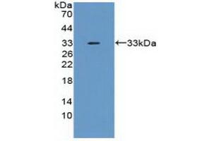 TNFAIP6 antibody  (AA 18-275)