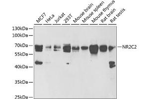 Western Blotting (WB) image for anti-Nuclear Receptor Subfamily 2, Group C, Member 2 (NR2C2) (AA 240-380) antibody (ABIN6144811)