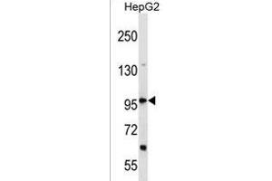 DHX36 Antibody (Center) (ABIN1538387 and ABIN2850215) western blot analysis in HepG2 cell line lysates (35 μg/lane). (DHX36 抗体  (AA 394-420))
