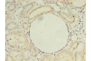 Immunohistochemistry of paraffin-embedded human kidney tissue using ABIN7164578 at dilution of 1:100 (ZDHHC4 抗体  (AA 277-344))