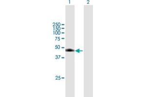 Western Blot analysis of DDI1 expression in transfected 293T cell line by DDI1 MaxPab polyclonal antibody. (DDI1 抗体  (AA 1-396))