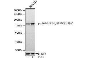 Western blot analysis of extracts of NIH/3T3 cells, using Phospho-p90Rsk/RSK1/RPS6K-S380 antibody (ABIN7270036) at 1:1000 dilution. (RPS6KA1 抗体  (pSer380))