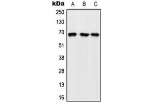 Western blot analysis of GFR expression in K562 (A), Raw264.
