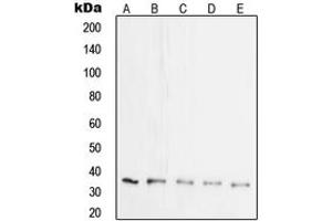 Western blot analysis of Synaptophysin expression in HeLa (A), SP2/0 (B), mouse brain (C), rat brain (D), PC12 (E) whole cell lysates.