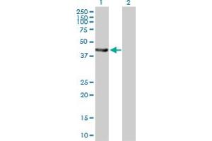 Western Blot analysis of EPHX1 expression in transfected 293T cell line by EPHX1 MaxPab polyclonal antibody. (EPHX1 抗体  (AA 1-455))