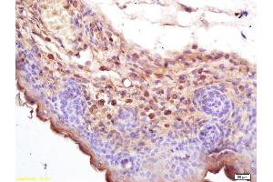 Formalin-fixed and paraffin embedded mouse embryo labeled with Rabbit Anti Cryopyrin/CIAS1/NALP3 Polyclonal Antibody, Unconjugated (ABIN1386361) at 1:200 followed by conjugation to the secondary antibody and DAB staining (NLRP3 抗体  (AA 15-120))
