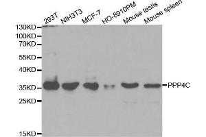 Western blot analysis of extracts of various cell lines, using PPP4C antibody (ABIN5971135) at 1/1000 dilution. (PPP4C 抗体)