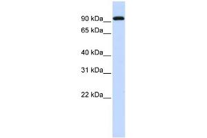 WB Suggested Anti-BRD3 Antibody Titration:  0. (BRD3 抗体  (Middle Region))