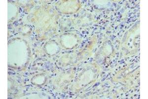 Immunohistochemistry of paraffin-embedded human kidney tissue using ABIN7151878 at dilution of 1:100 (Ephrin B2 抗体  (AA 28-229))