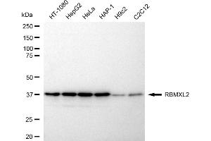 Western blotting analysis using RBMXL2 antibody (ABIN7800965).