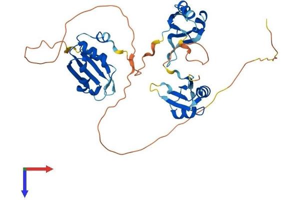TIA1 Protein (AA 1-386) (His tag)