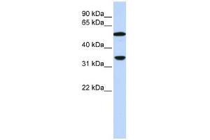 Complement C4b antibody used at 1 ug/ml to detect target protein.