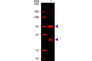 WB - Rat IgG (H&L) Antibody 680 Conjugated Western Blot of 680 conjugated Goat Anti-Rat IgG secondary antibody.