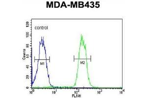 Flow Cytometry (FACS) image for anti-ATP-Binding Cassette, Sub-Family C (CFTR/MRP), Member 3 (ABCC3) (AA 906-933), (Middle Region) antibody (ABIN950200)