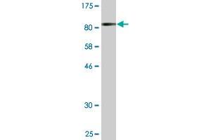 Western Blotting (WB) image for anti-ATPase, H+ Transporting, Lysosomal 56/58kDa, V1 Subunit B2 (ATP6V1B2) (AA 1-511) antibody (ABIN513631)