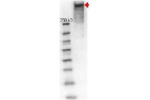 Western Blot of Rabbit anti-KLH antibody. (KLH 抗体)