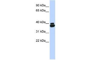 Western Blotting (WB) image for anti-Orthopedia Homeobox (OTP) antibody (ABIN2458104) (OTP 抗体)