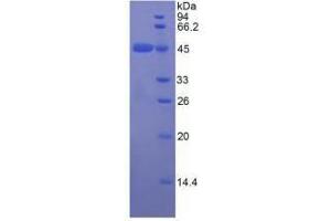 SDS-PAGE analysis of Rat Apolipoprotein E Protein. (APOE 蛋白)