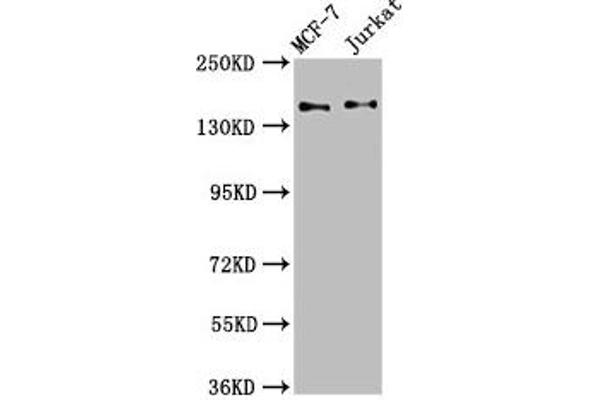 KTN1 抗体  (AA 978-1116)