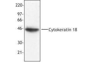 Western Blotting (WB) image for anti-Keratin 18 (KRT18) antibody (ABIN2664918) (Cytokeratin 18 抗体)