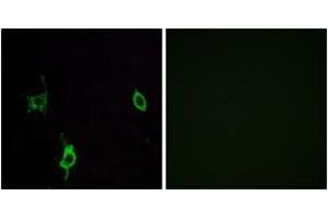 Immunofluorescence analysis of LOVO cells, using LAMC3 Antibody. (LAMC3 抗体  (AA 1361-1410))