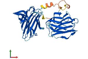 Protein Structure (PS) image for Lectin, Galactoside-Binding, Soluble, 8 (LGALS8) (AA 1-316) protein (His tag) (ABIN7561660)