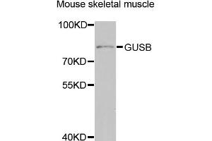 Western blot analysis of extracts of mouse skeletal muscle, using GUSB antibody (ABIN2562978) at 1:1000 dilution. (Glucuronidase beta 抗体)