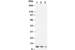 Western blot testing of Lymphotactin antibody and Lane 1:  recombinant mouse protein 10ng;  2: 5ng;  3: 2. (XCL1 抗体  (C-Term))