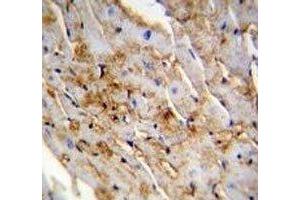ALDH1L2 antibody immunohistochemistry analysis in formalin fixed and paraffin embedded mouse heart tissue. (ALDH1L2 抗体  (AA 743-772))