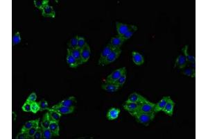 Immunofluorescent analysis of HepG2 cells using ABIN7158744 at dilution of 1:100 and Alexa Fluor 488-congugated AffiniPure Goat Anti-Rabbit IgG(H+L) (LPAR1 抗体  (AA 316-364))