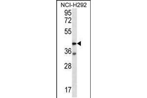 Western blot analysis in NCI-H292 cell line lysates (35ug/lane). (F2RL2 抗体  (N-Term))