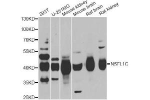 Western blot analysis of extracts of various cell lines, using NSFL1C antibody (ABIN5974024) at 1/1000 dilution. (NSFL1C 抗体)
