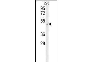 LUZP4 Antibody (N-term) (ABIN654223 and ABIN2844059) western blot analysis in 293 cell line lysates (35 μg/lane). (LUZP4 抗体  (N-Term))
