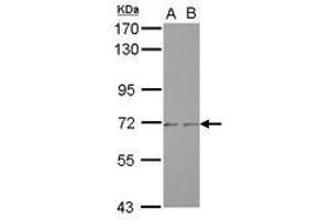 Image no. 1 for anti-Zinc Finger Protein 248 (ZNF248) (AA 1-197) antibody (ABIN1501831) (ZNF248 抗体  (AA 1-197))