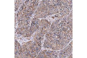 IHC analysis of SERAC1 using anti-SERAC1 antibody (ABIN7602709).