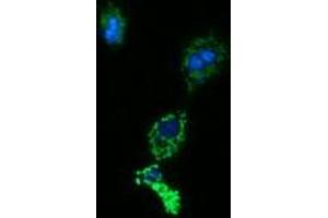 Immunofluorescence (IF) image for anti-Acetyl-CoA Acyltransferase 2 (ACAA2) antibody (ABIN2715629) (ACAA2 抗体)
