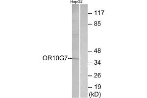 Western blot analysis of extracts from HepG2 cells, using OR10G7 antibody. (OR10G7 抗体  (C-Term))