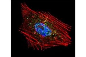 Confocal immunofluorescent analysis of Parkin antibody with NCI-H460 cells followed by Alexa Fluor 488-conjugated goat anti-rabbit lgG (green). (Parkin 抗体  (AA 111-140))